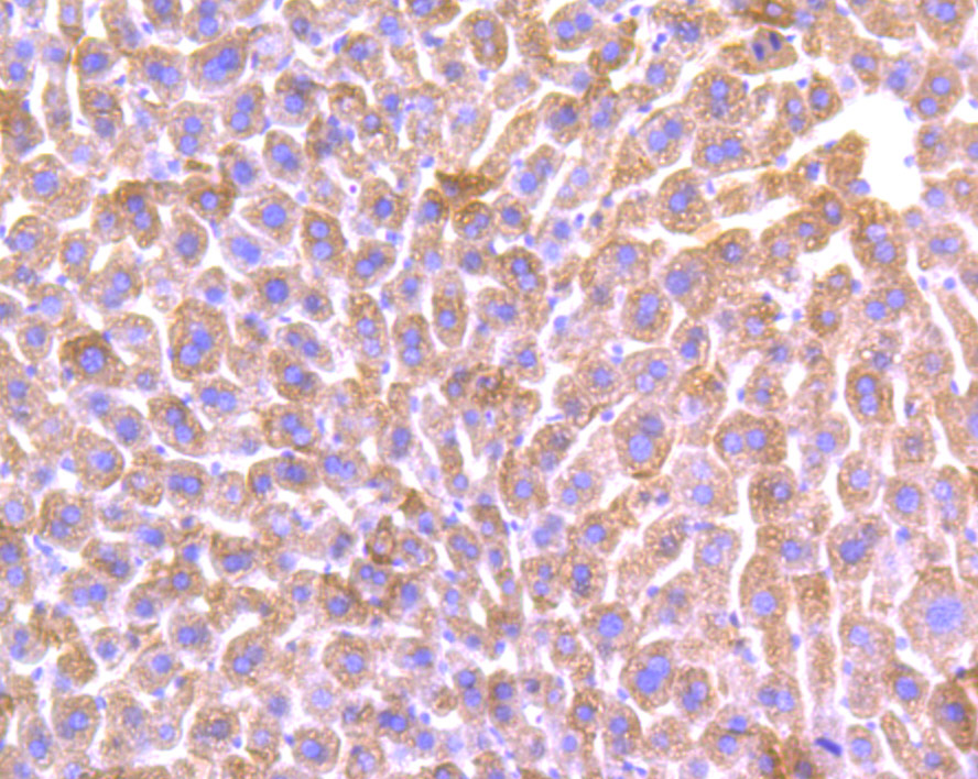 ALDH1L1 Rabbit mAb