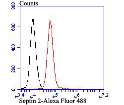 Septin 2 Rabbit mAb