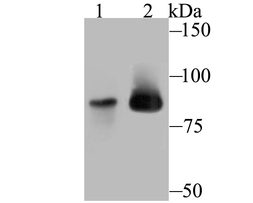 MCM5 Rabbit mAb
