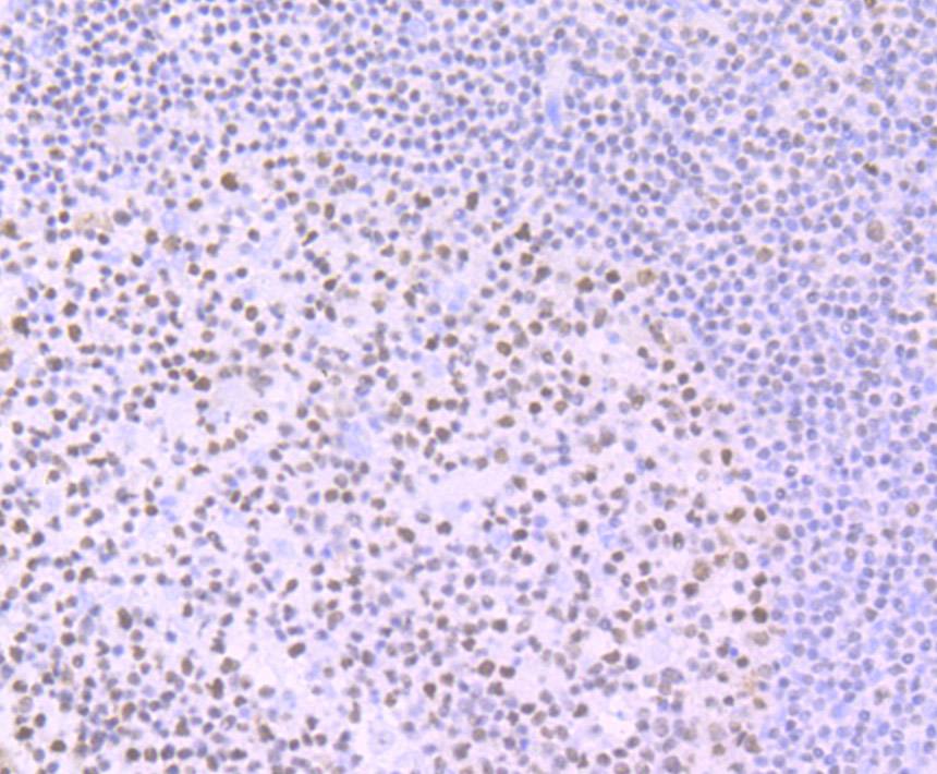 Ikaros Rabbit mAb
