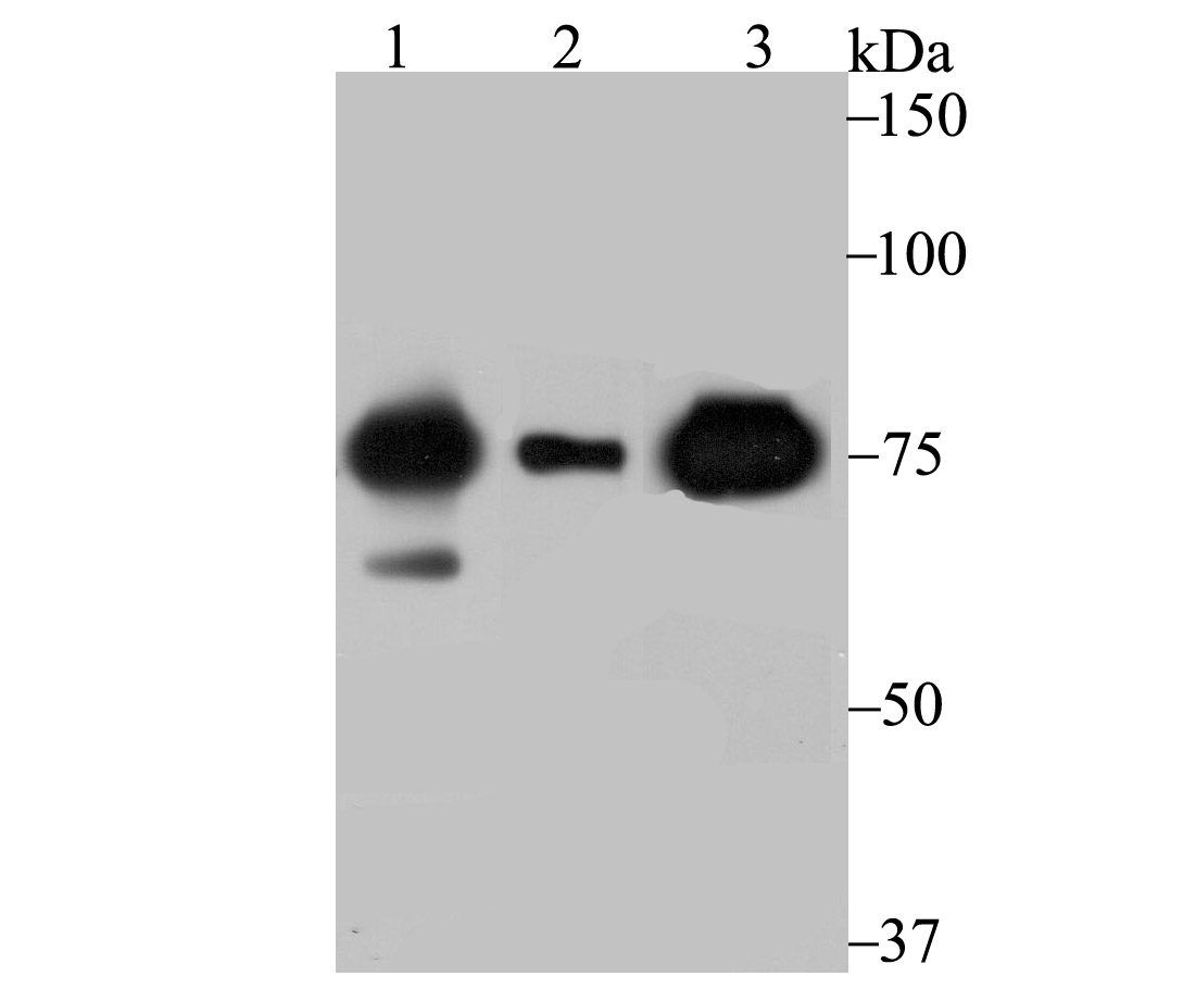 Cytochrome P450 Reductase Rabbit mAb
