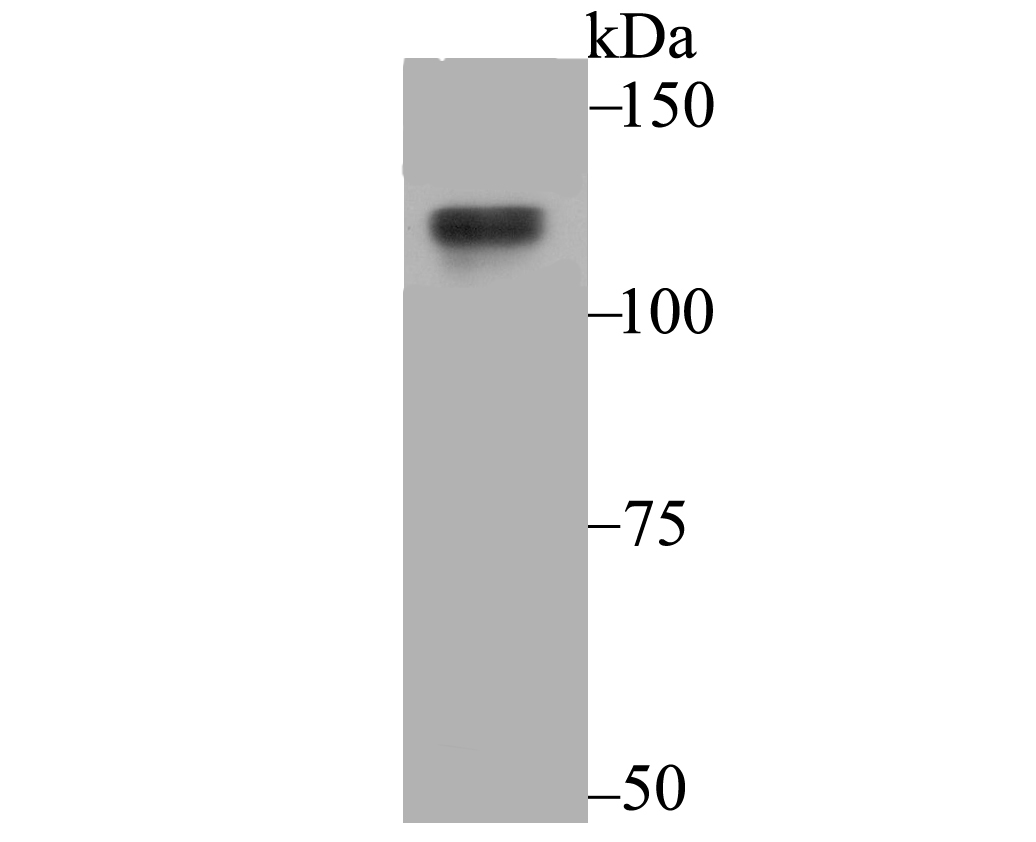 USP7 Rabbit mAb