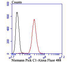 Niemann Pick C1 Rabbit mAb