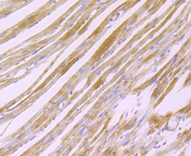 H Cadherin Rabbit mAb
