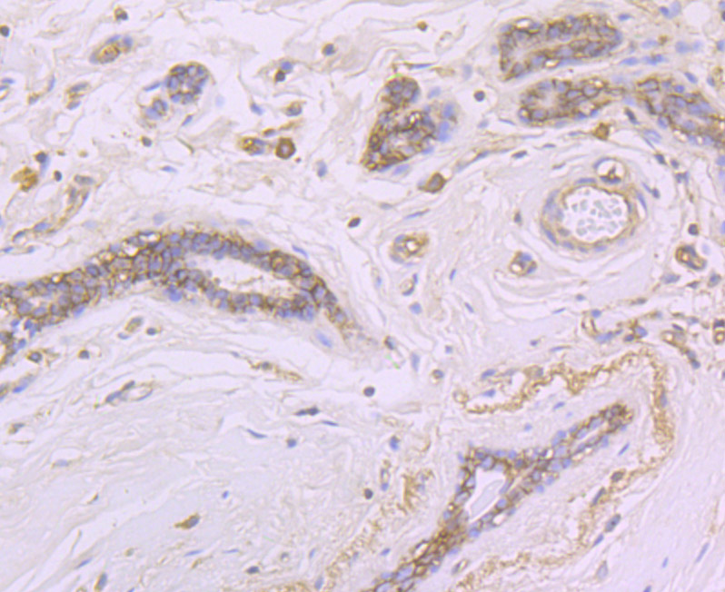 CD46 Rabbit mAb