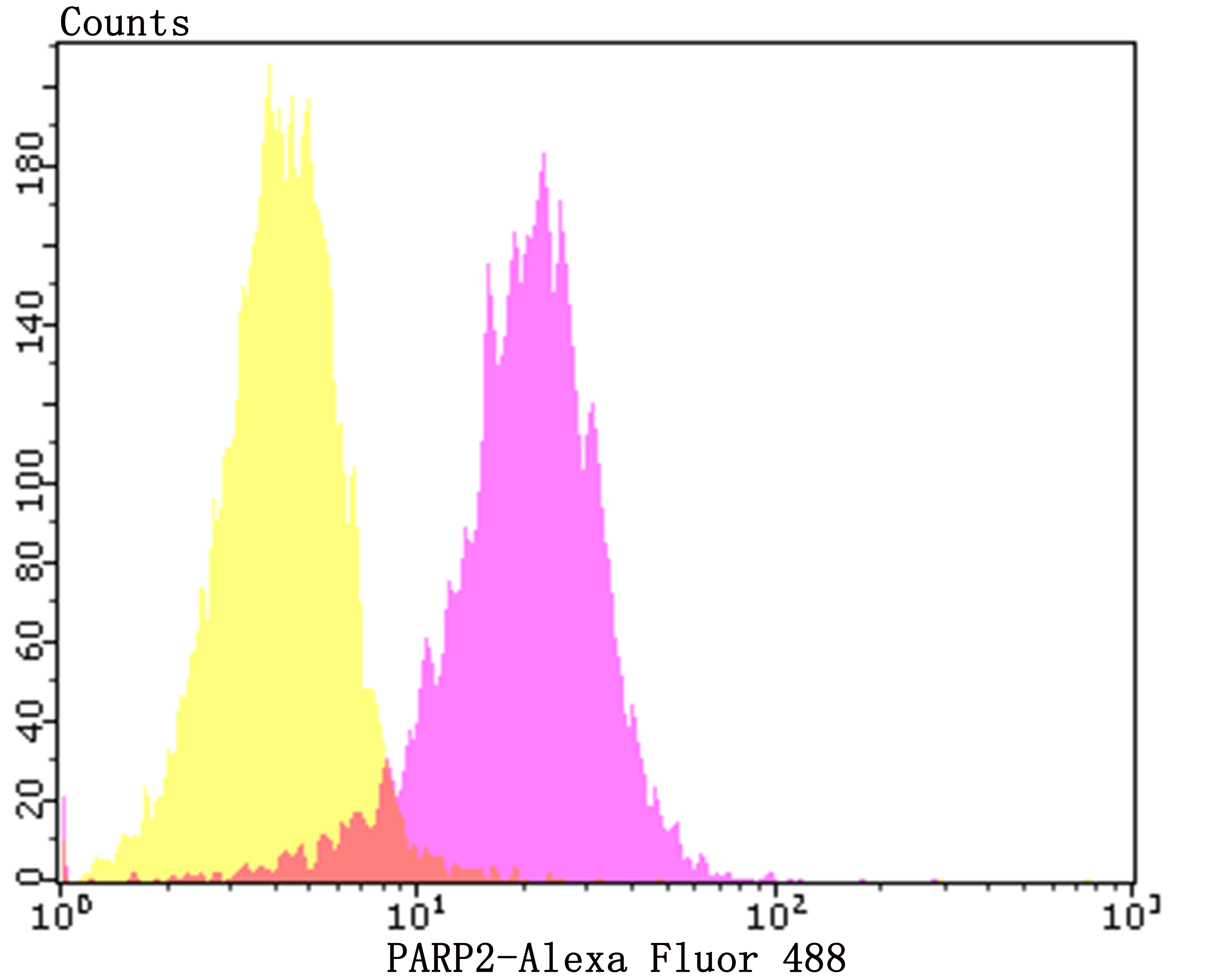 PARP2 Rabbit mAb