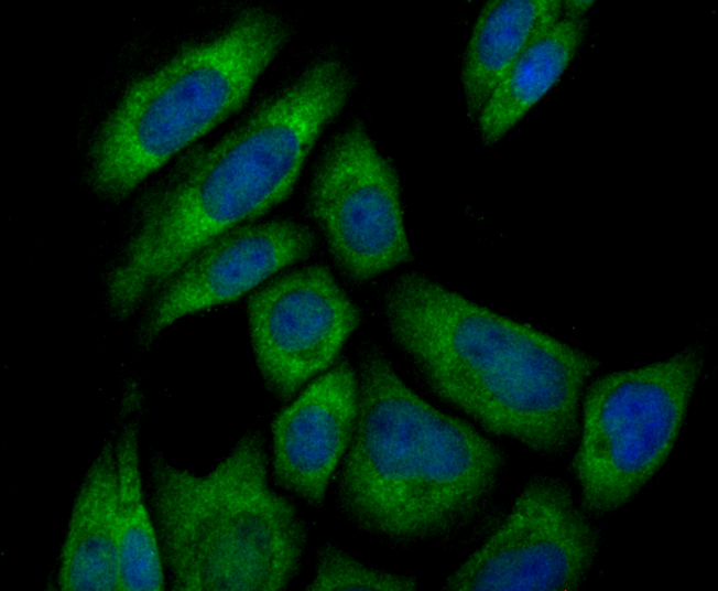 Pumilio 1 Rabbit mAb