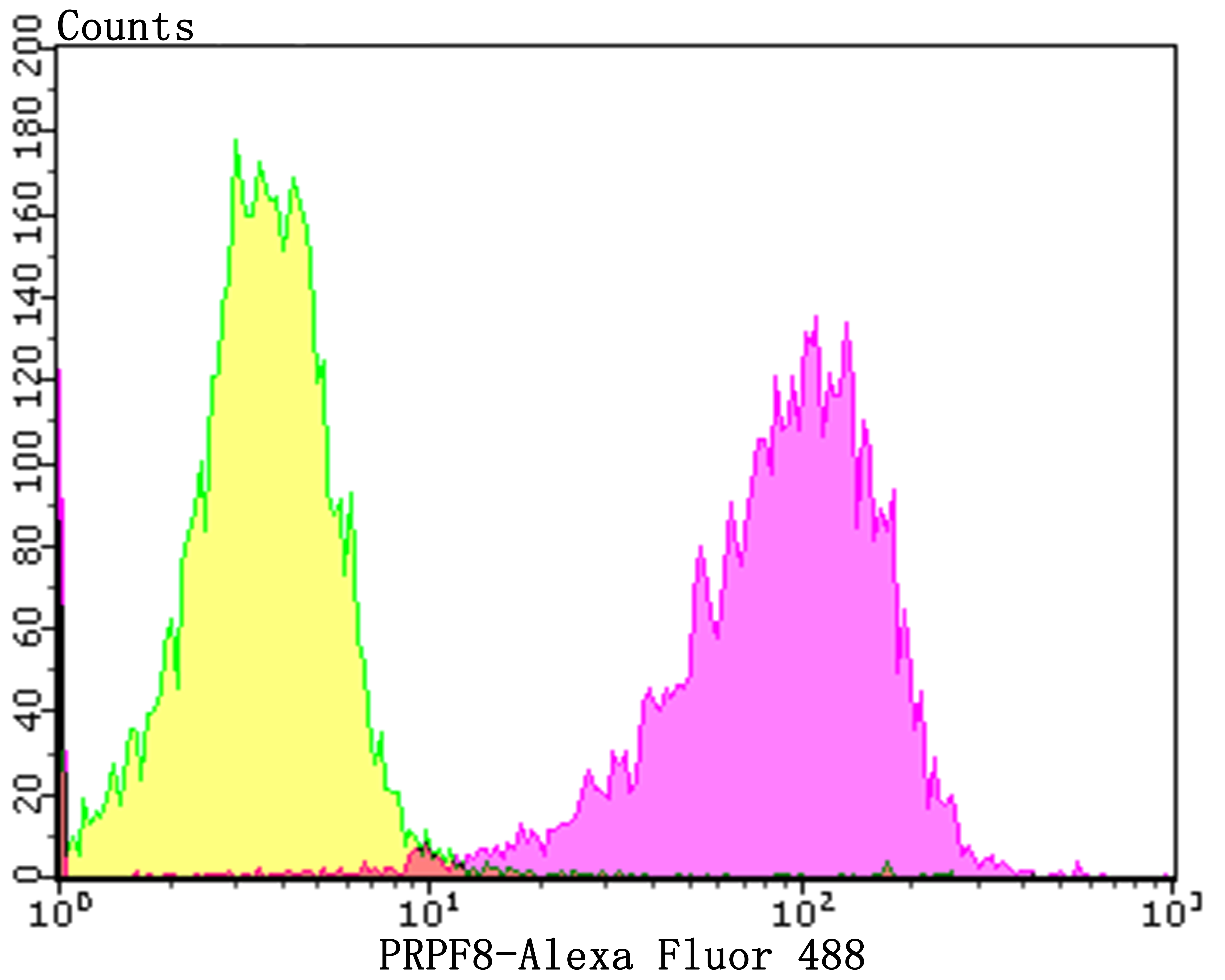 PRPF8 Rabbit mAb