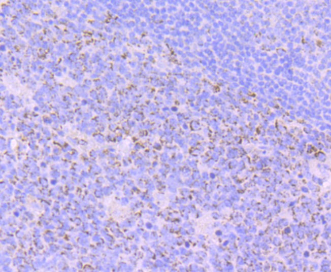 Emi1 Rabbit mAb