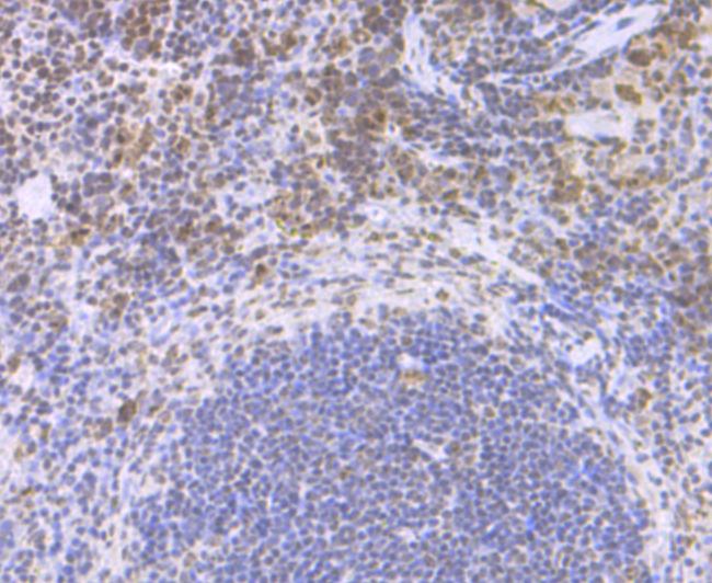 CENPC Rabbit mAb