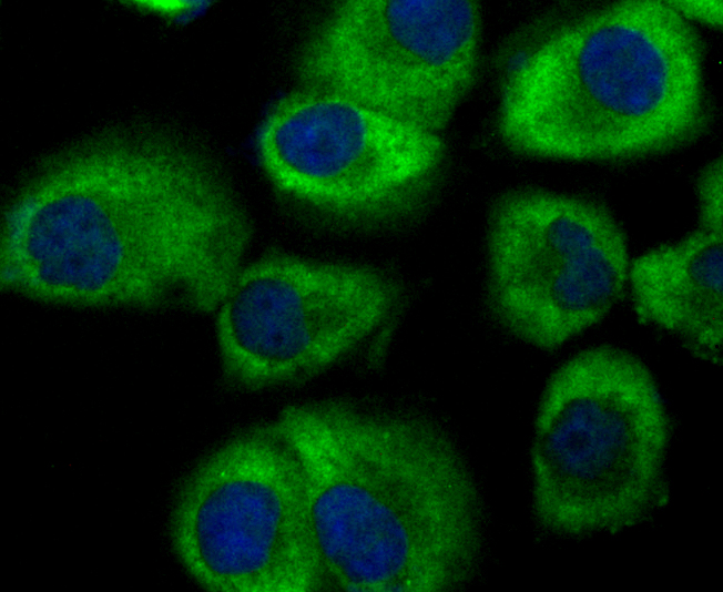 GEF H1 Rabbit mAb