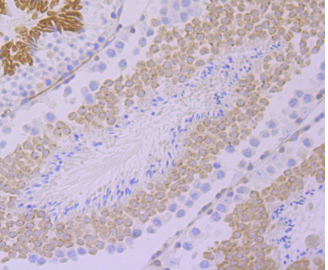 GEF H1 Rabbit mAb