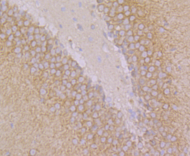 GEF H1 Rabbit mAb
