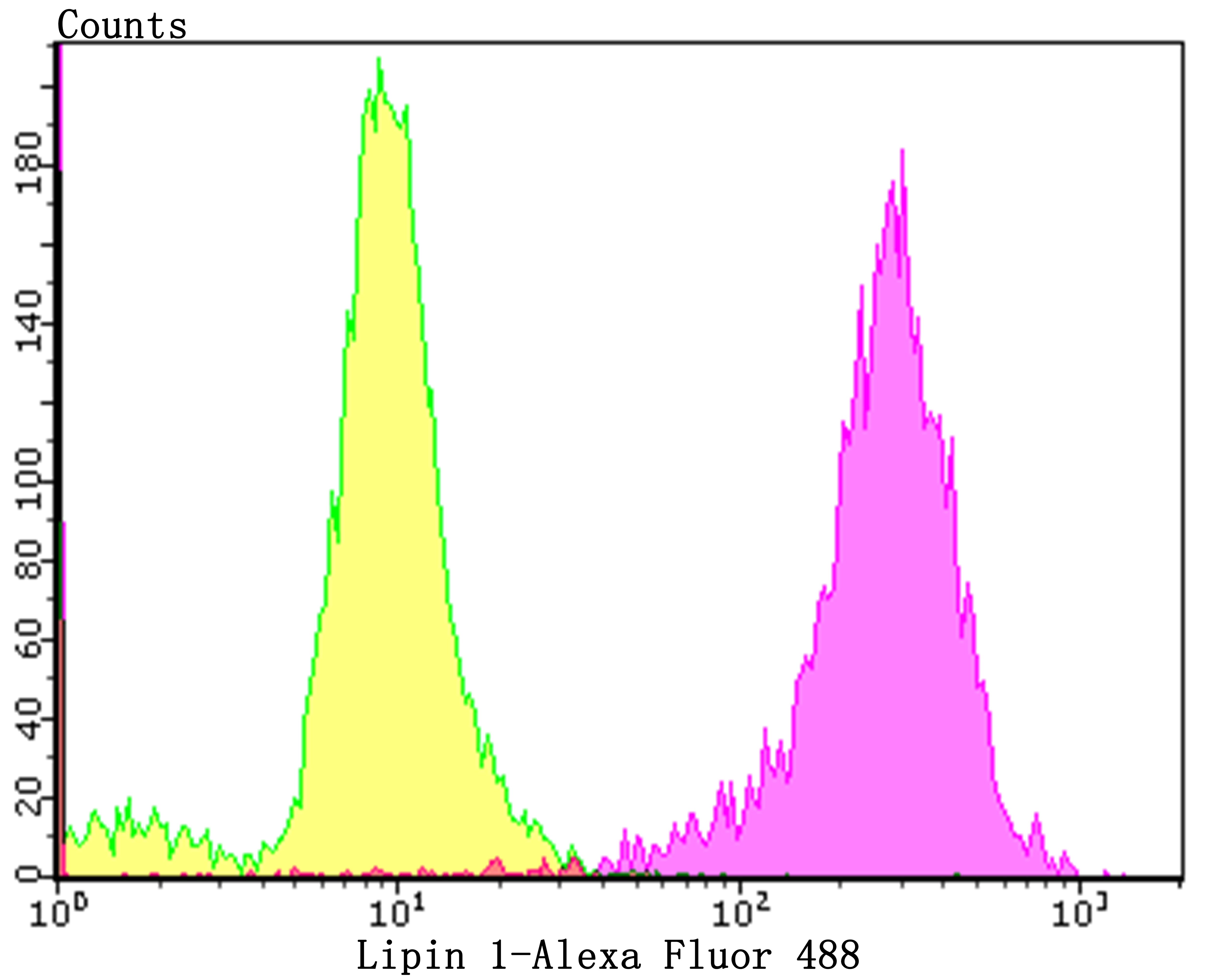 Lipin 1 Rabbit mAb