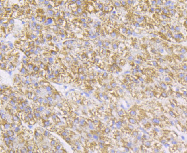 P2Y6 Rabbit mAb