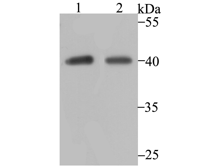 P2Y6 Rabbit mAb