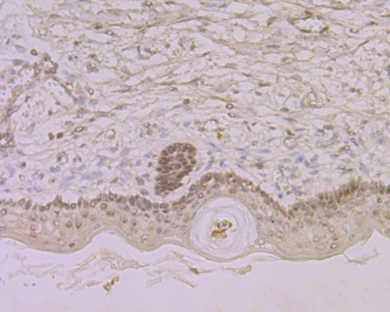 Nucleostemin Rabbit mAb