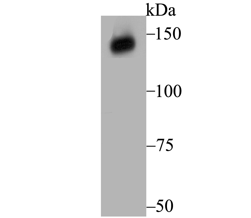 Xanthine Oxidase Rabbit mAb