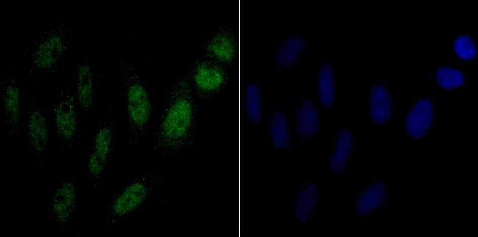 p54nrb Rabbit mAb