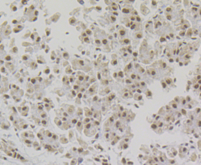 p54nrb Rabbit mAb