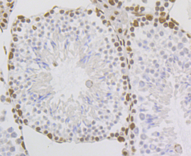 p54nrb Rabbit mAb