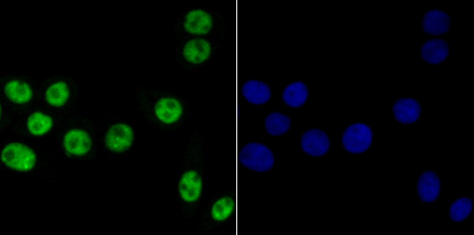 Bub3 Rabbit mAb