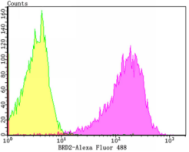 BRD2 Rabbit mAb