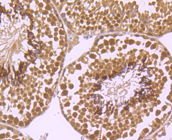 Exportin-5 Rabbit mAb
