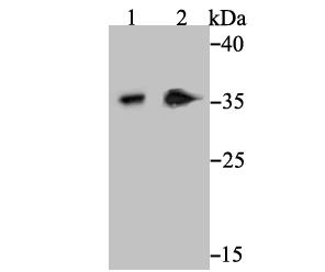 Syntaxin 3 Rabbit mAb