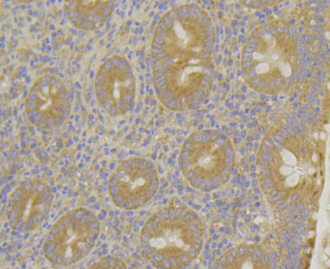 MARK2 Rabbit mAb