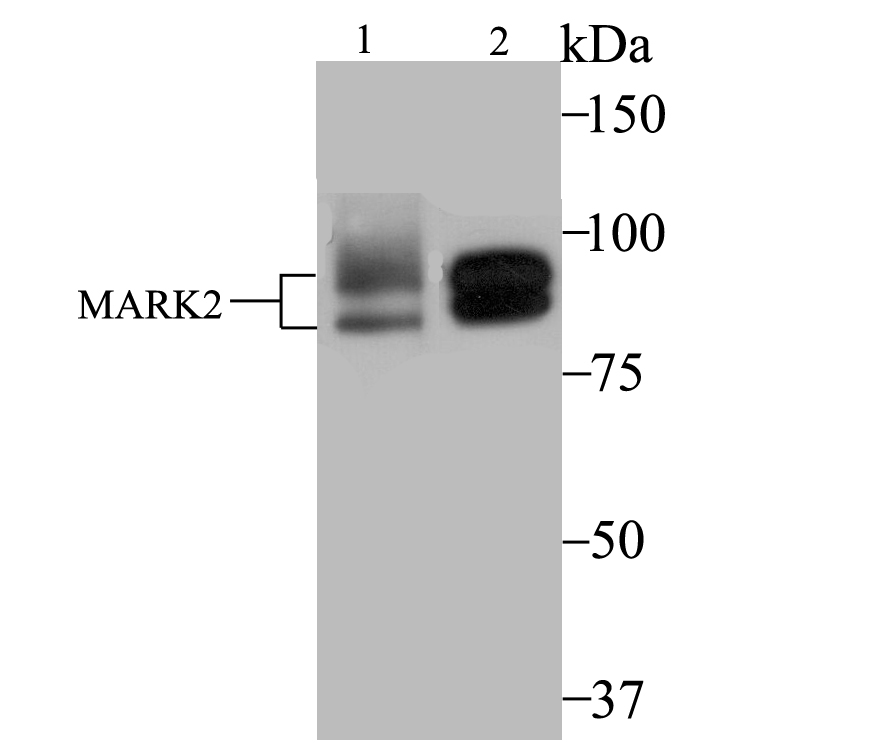 MARK2 Antibody