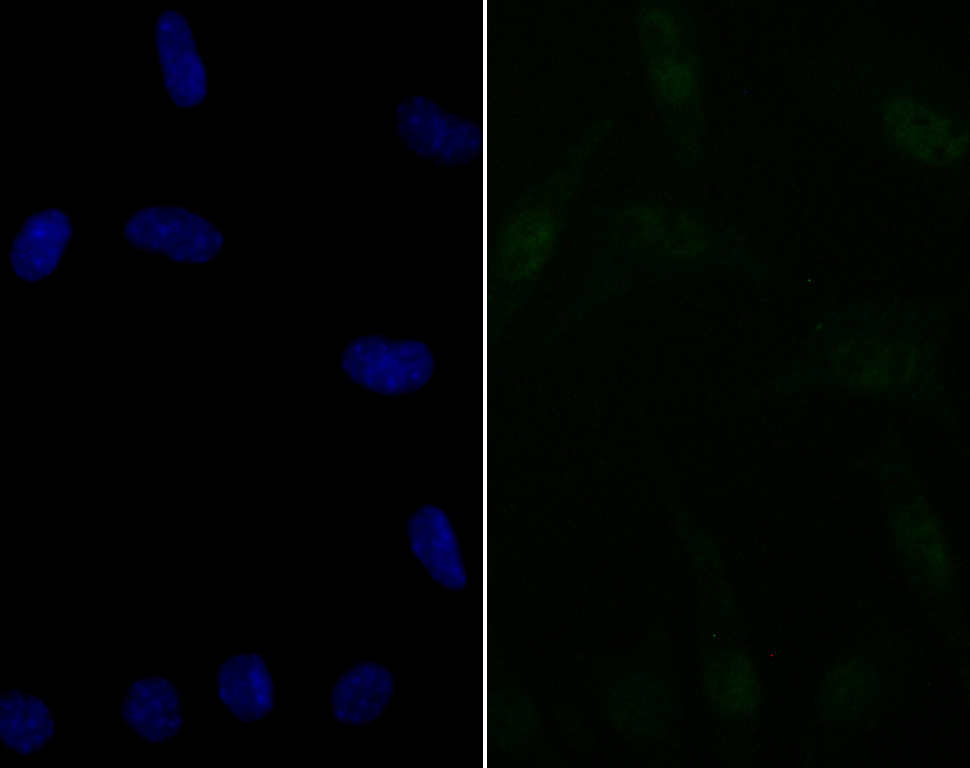 BAF57 Rabbit mAb