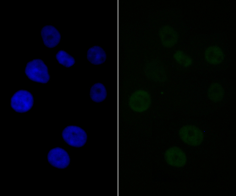 BAF57 Rabbit mAb