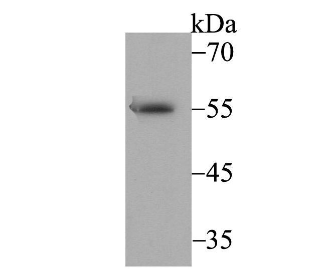 BAF57 Rabbit mAb