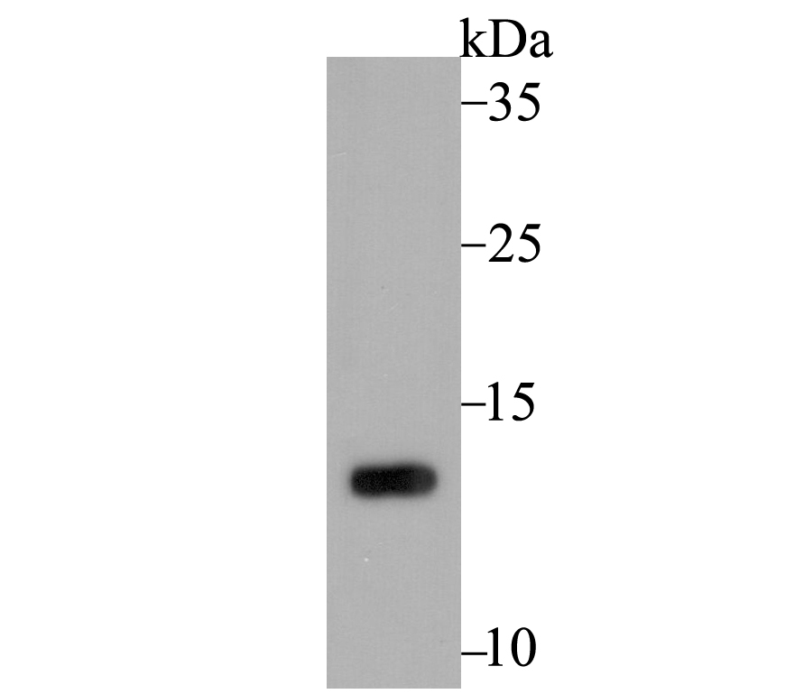 PEN2 Rabbit mAb