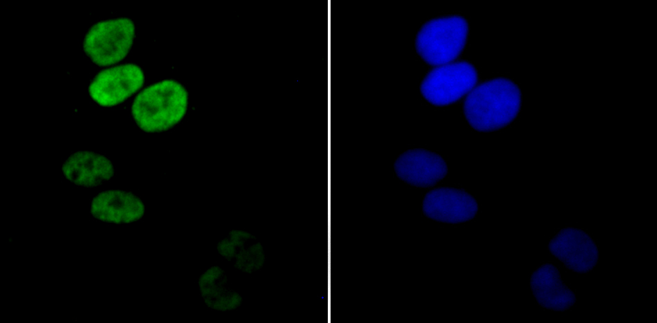 Apg3 Rabbit mAb