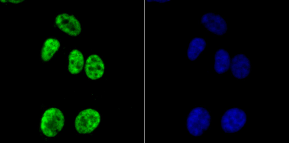 Apg3 Rabbit mAb