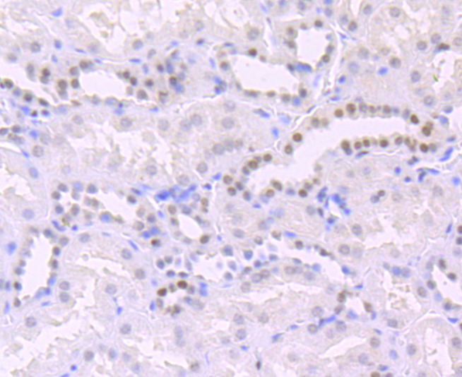 Apg3 Rabbit mAb