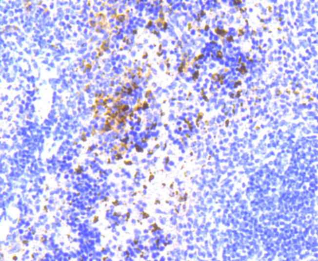 NLRP3 Rabbit mAb