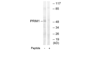 PRIM1 Antibody