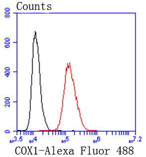 COX1/Cyclooxygenase 1 Rabbit mAb