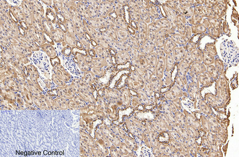 COX IV Mouse Monoclonal Antibody (100A-6C8)