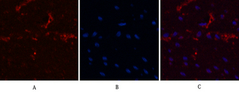α-tubulin Mouse Monoclonal Antibody