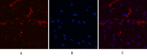 α-tubulin Mouse Monoclonal Antibody