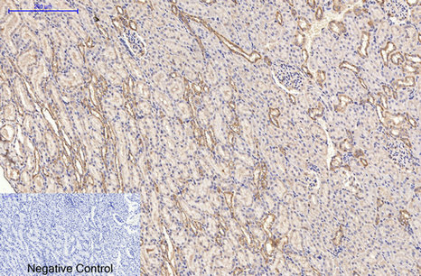 α-tubulin Mouse Monoclonal Antibody