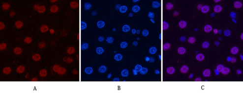 Histone H3 Mouse Monoclonal Antibody
