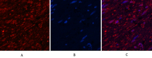 Aquaporin 4 Mouse Monoclonal Antibody