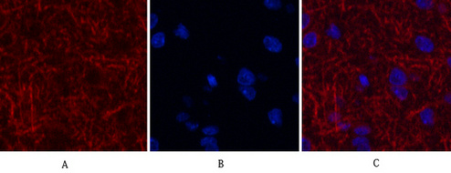MAP2 Mouse Monoclonal Antibody
