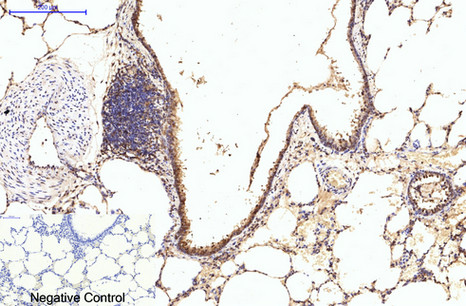 eIF4A1 Mouse Monoclonal Antibody