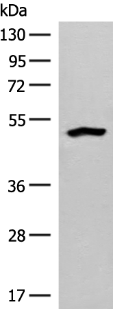 FBXO9 Antibody